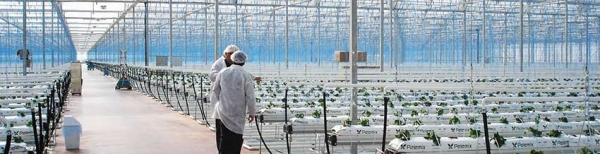 Novedades Agricolas install a greenhouse over 10 Has. in Turkey